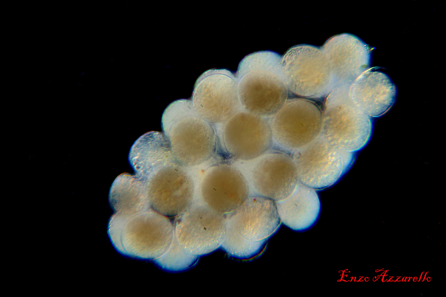 Uova di copepode - campo scuro - Rheinberg